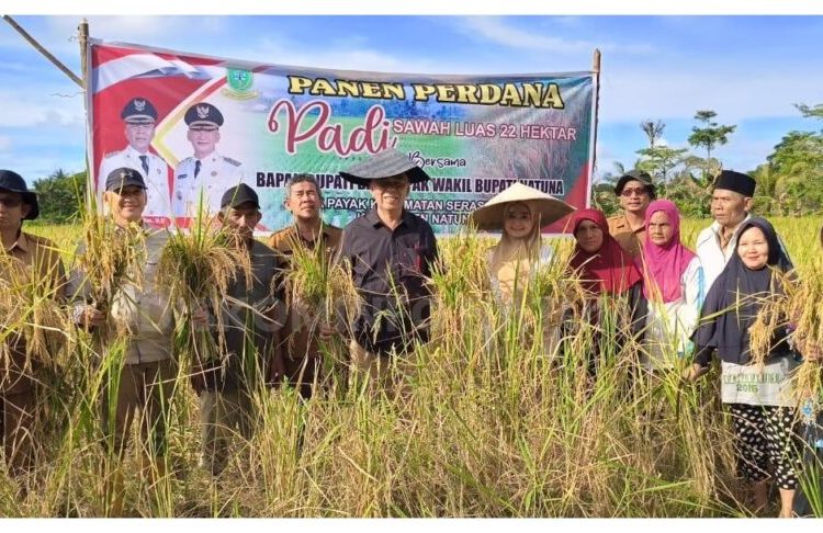 Bupati Natuna Hadiri Panen Padi Perdana di Kecamatan Serasan Timur