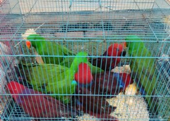 Satreskrim Polres Bintan Gagalkan Penyelundupan Satwa Burung Yang Dilindungi