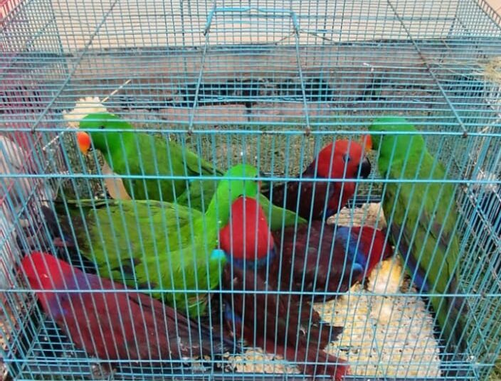 Satreskrim Polres Bintan Gagalkan Penyelundupan Satwa Burung Yang Dilindungi