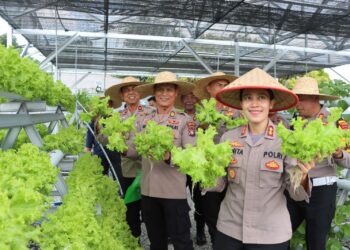 Polres Bintan Panen Raya Sayur Hidroponik, Dukung Ketahanan Pangan