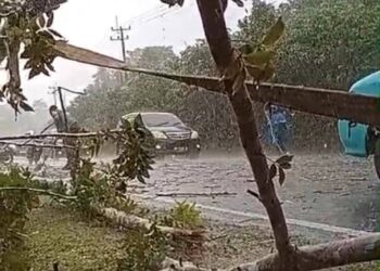 Bhabikamtibmas Sigap Evakuasi Pohon Tumbang Meski Hujan Deras Disertai Petir