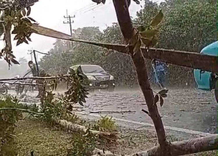 Bhabikamtibmas Sigap Evakuasi Pohon Tumbang Meski Hujan Deras Disertai Petir